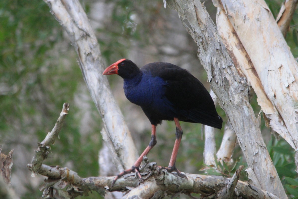 Australasian Swamphen - Michael  Willis