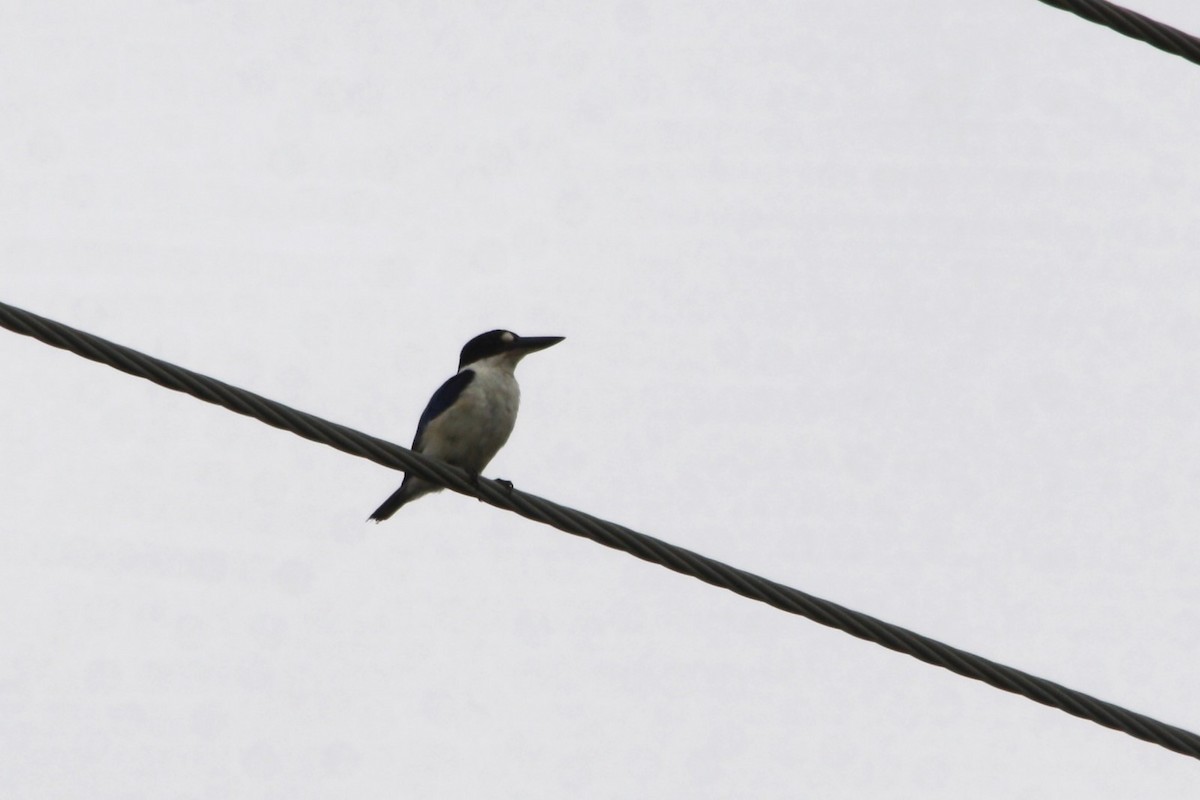 Forest Kingfisher - ML613049836