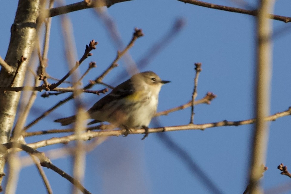 Yellow-rumped Warbler - ML613049842