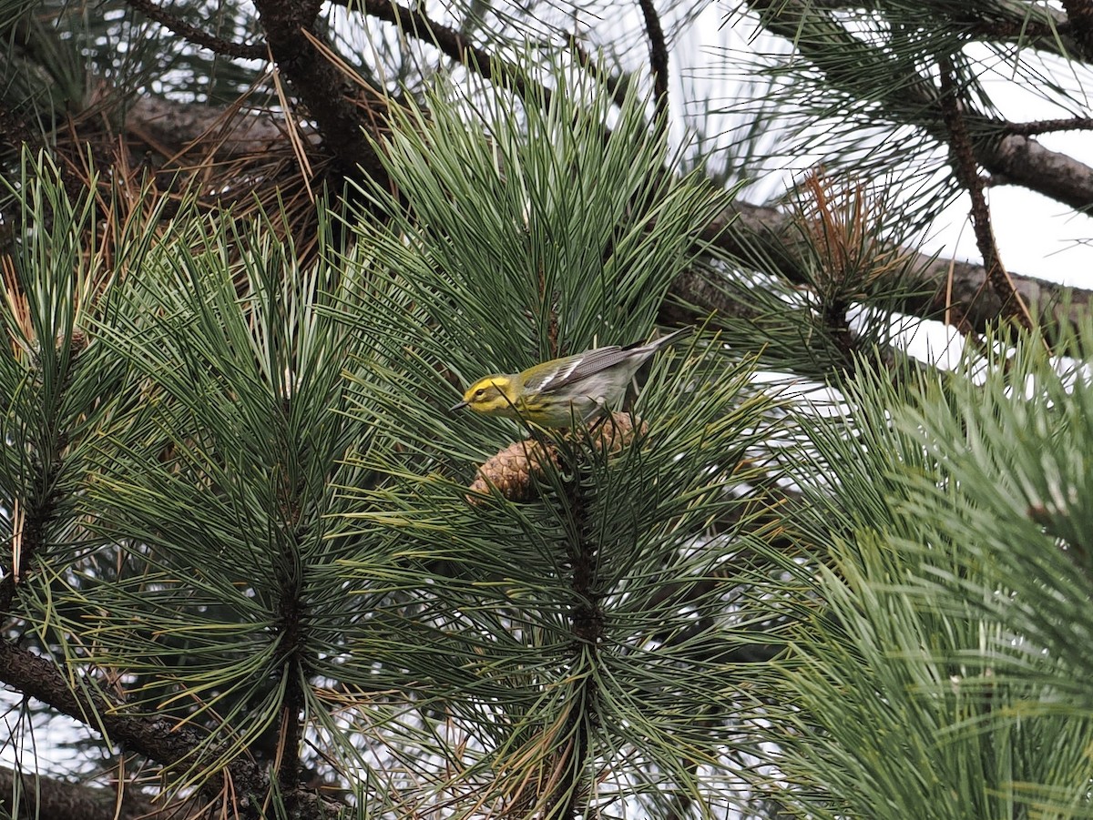 Townsend's Warbler - ML613049846