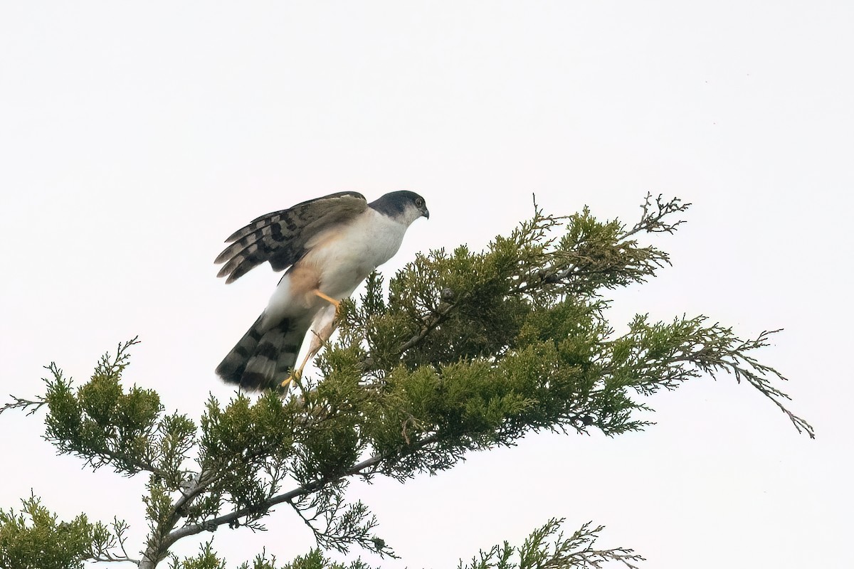 Sharp-shinned Hawk (White-breasted) - ML613049909