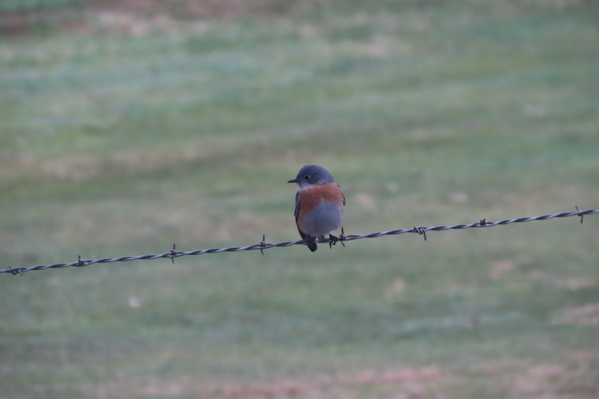 Western Bluebird - Kathy Criddle