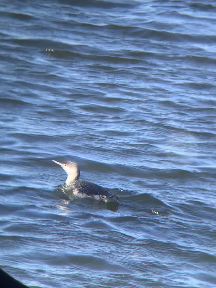 アビ - ML613050029