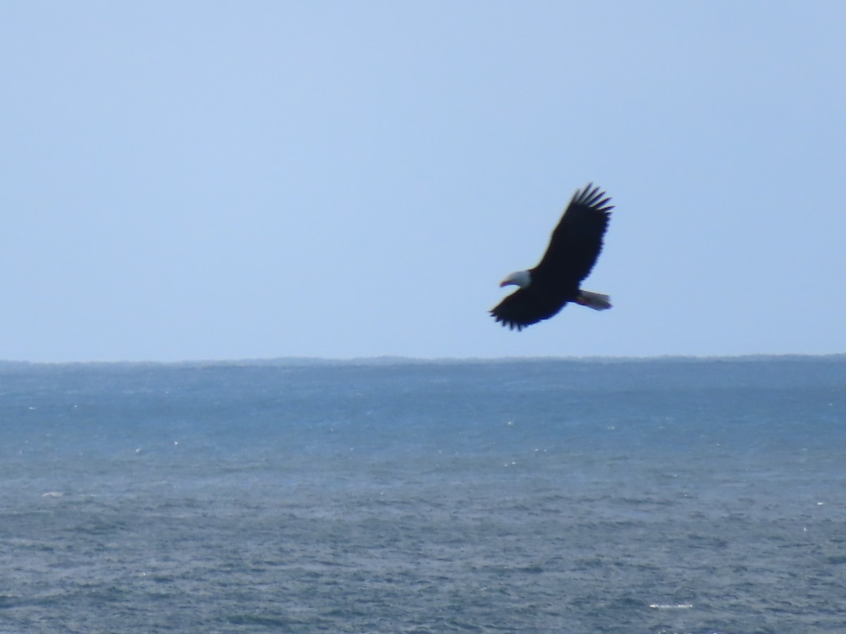 Bald Eagle - ML613050048