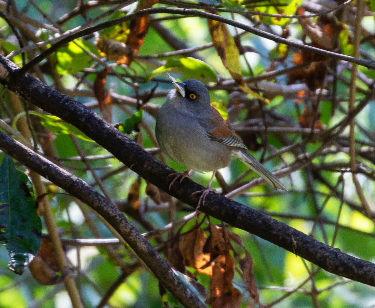 Yellow-eyed Junco - ML613050055