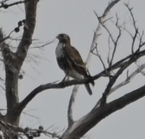 Red-tailed Hawk - ML613050130