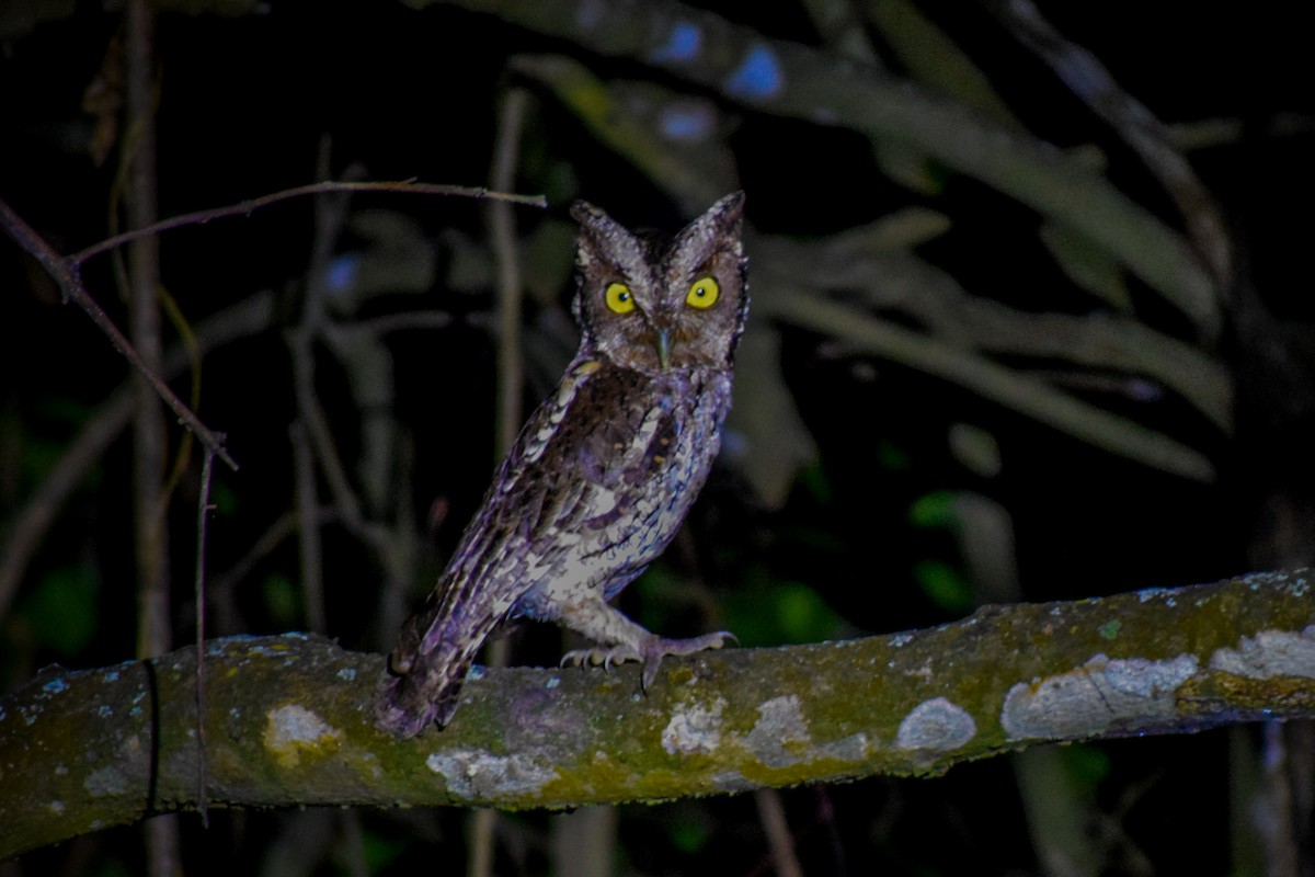 Peruvian Screech-Owl - Jairo Gualotuña