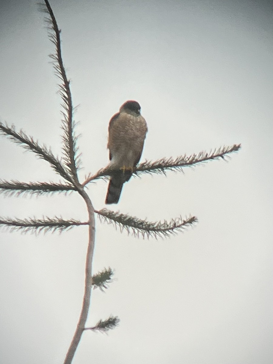 Sharp-shinned Hawk - ML613050231