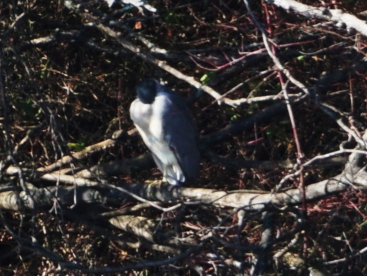 Black-crowned Night Heron - ML613050265