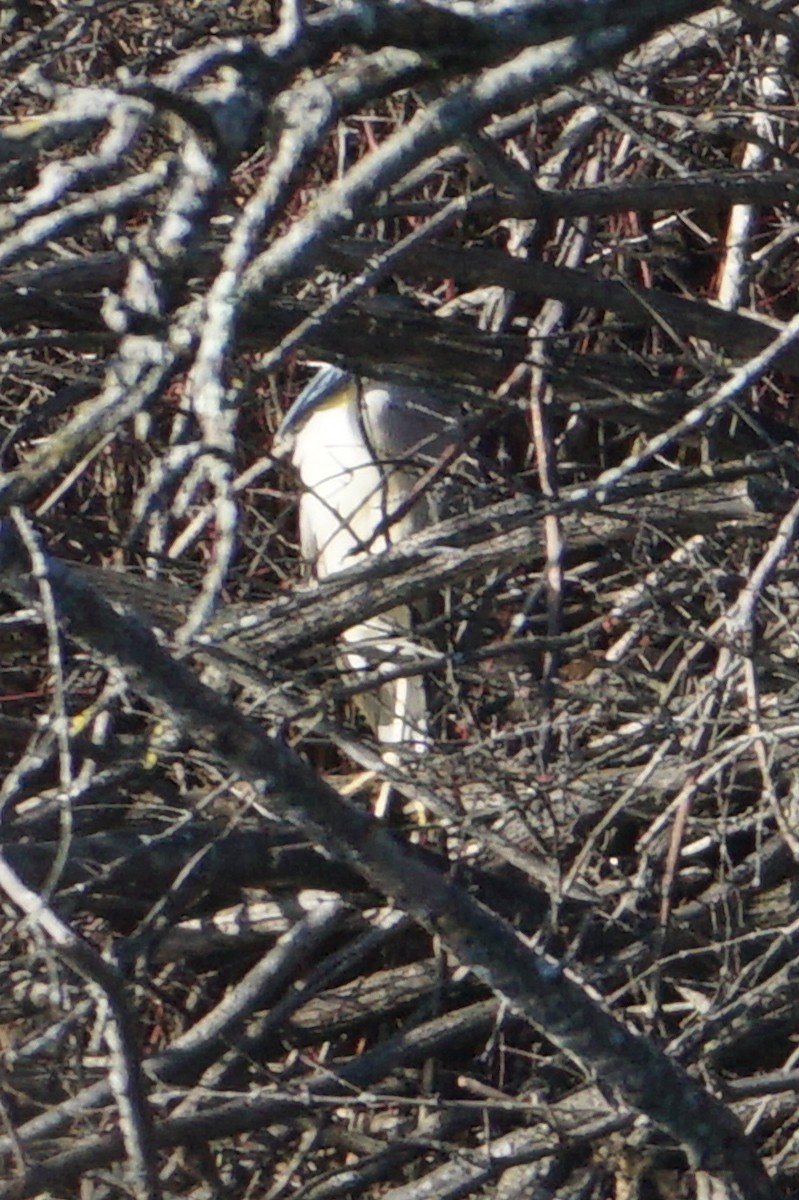 Black-crowned Night Heron - Melody Ragle