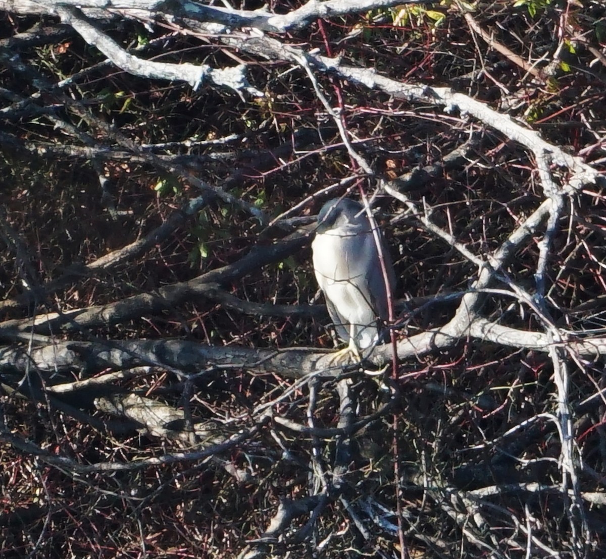 Black-crowned Night Heron - Melody Ragle