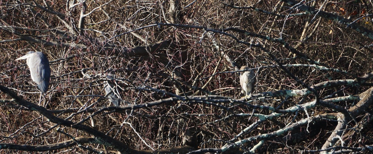 Black-crowned Night Heron - ML613050271