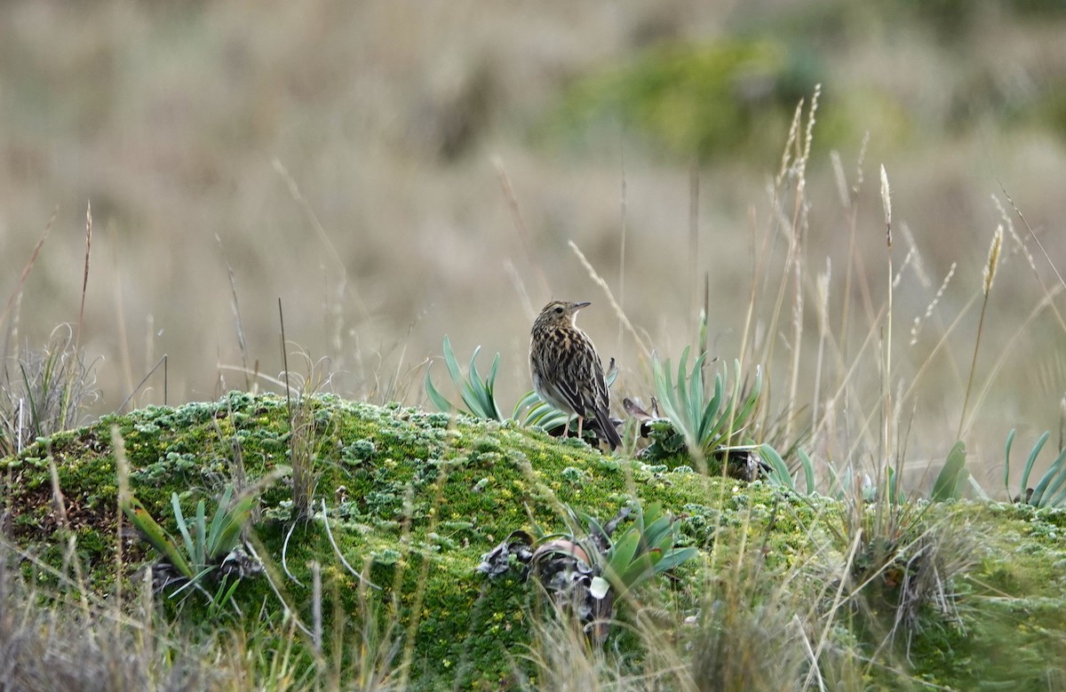 Paramo Pipit - ML613050272