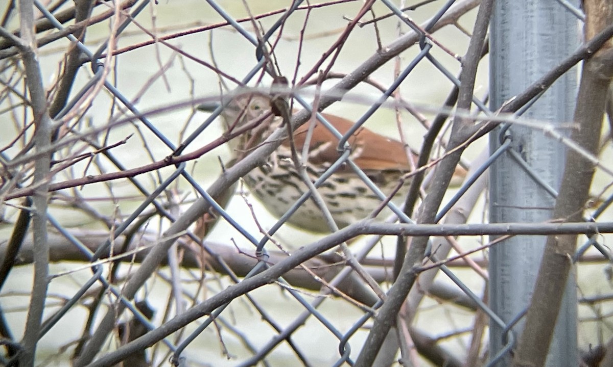 Brown Thrasher - Aaron Boone