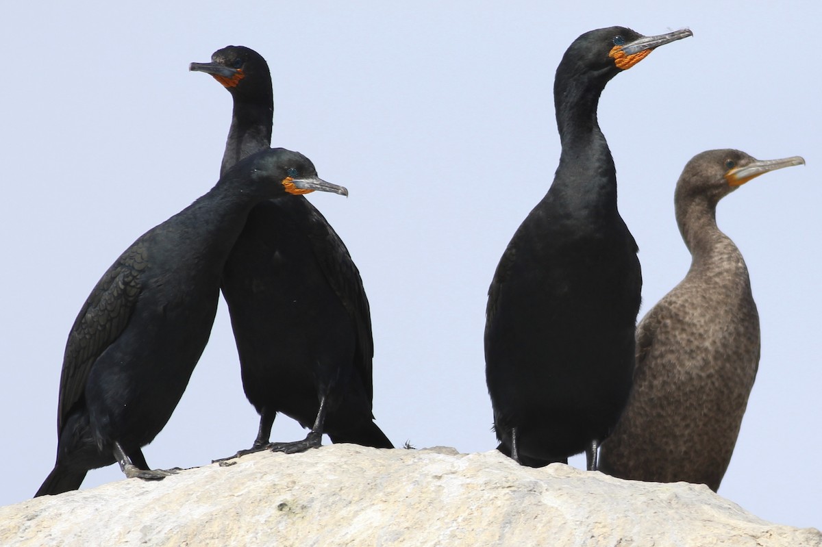 Cape Cormorant - ML613050274