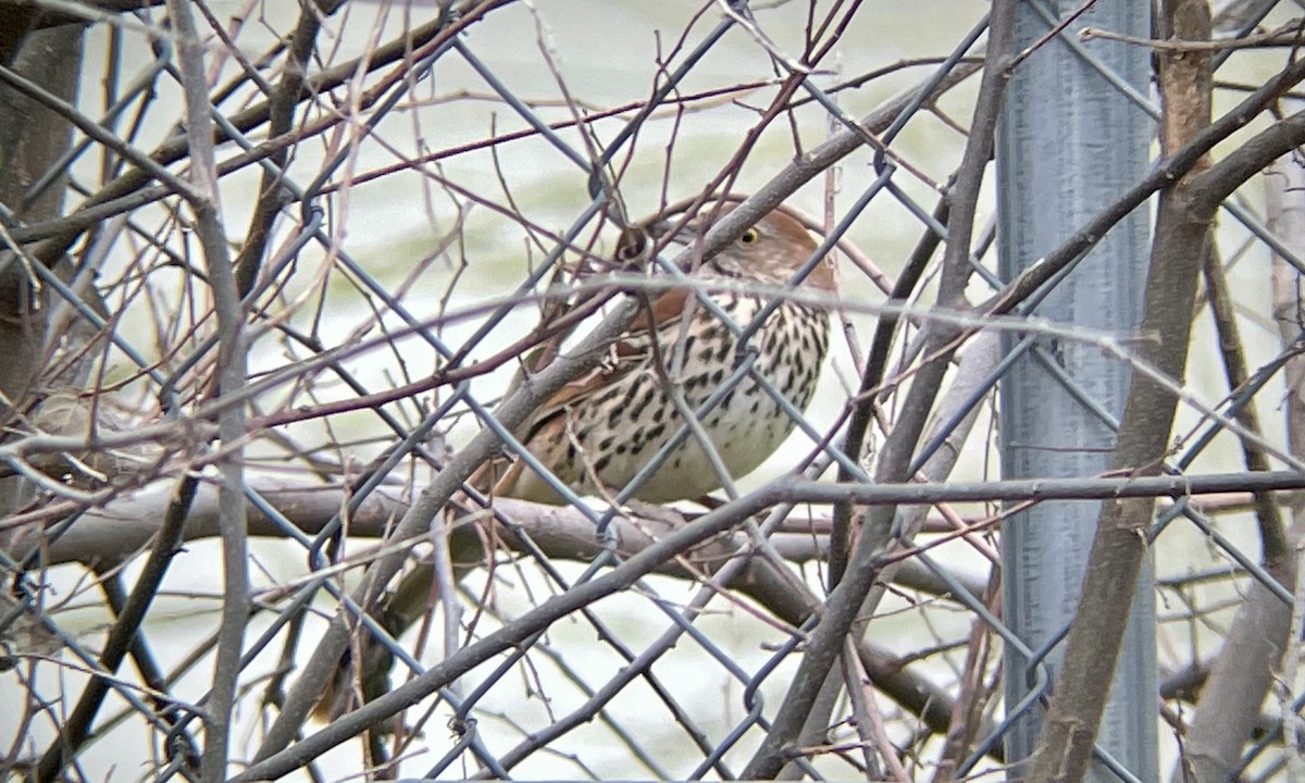 Brown Thrasher - Aaron Boone