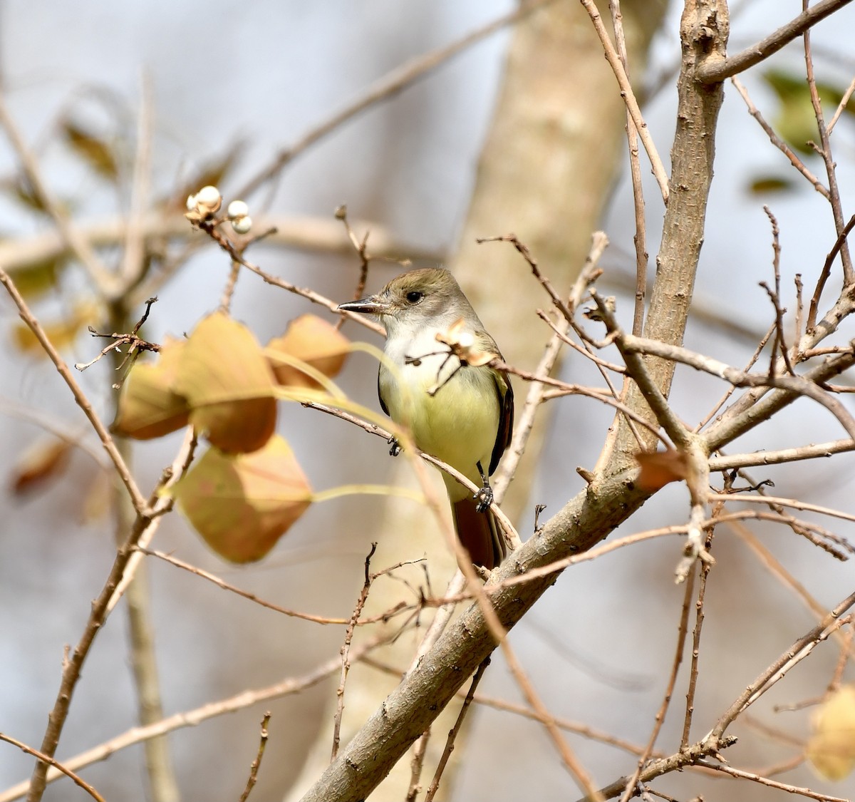 Ash-throated Flycatcher - Mia Majetschak