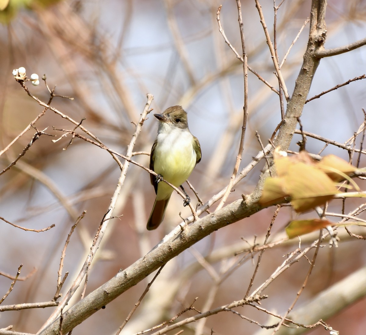 Ash-throated Flycatcher - Mia Majetschak