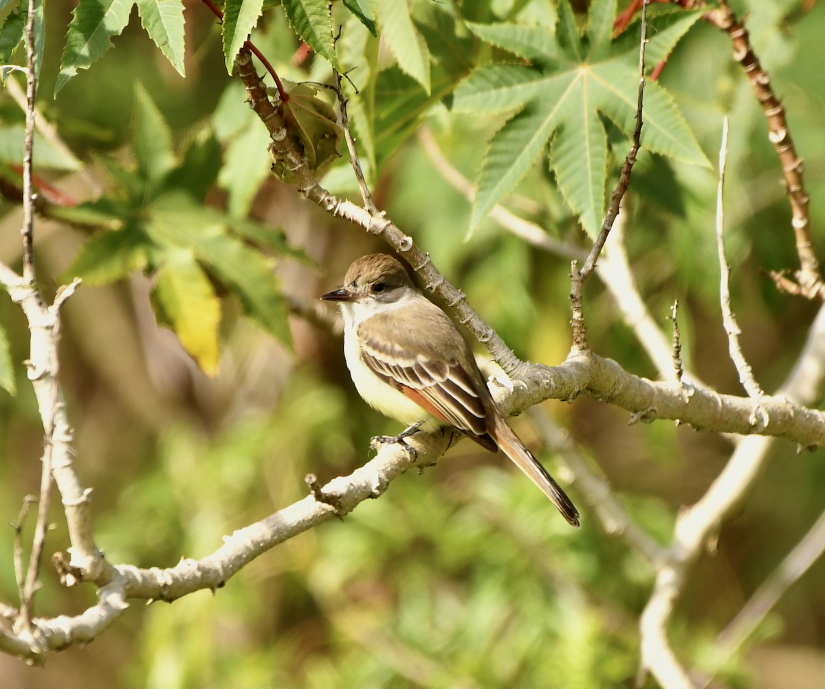 Ash-throated Flycatcher - Mia Majetschak