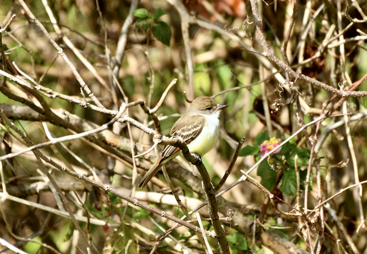 Ash-throated Flycatcher - Mia Majetschak