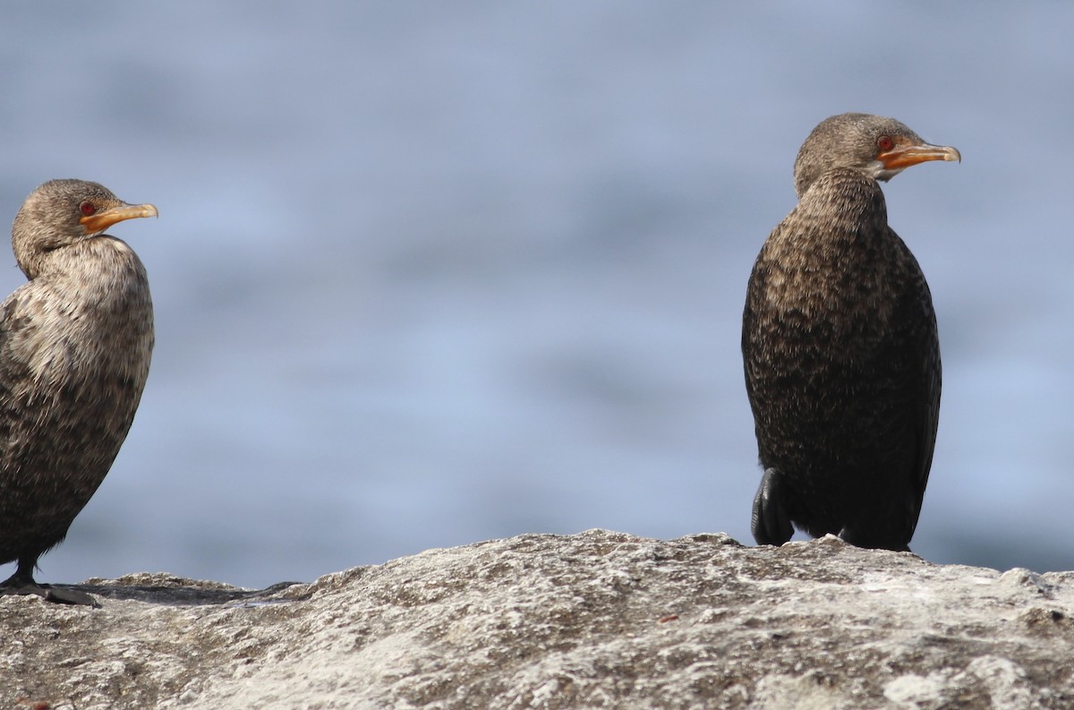 Cormoran couronné - ML613050296