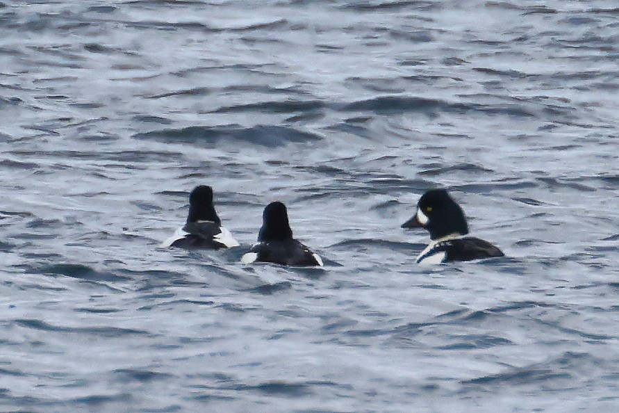 Barrow's Goldeneye - ML613050313