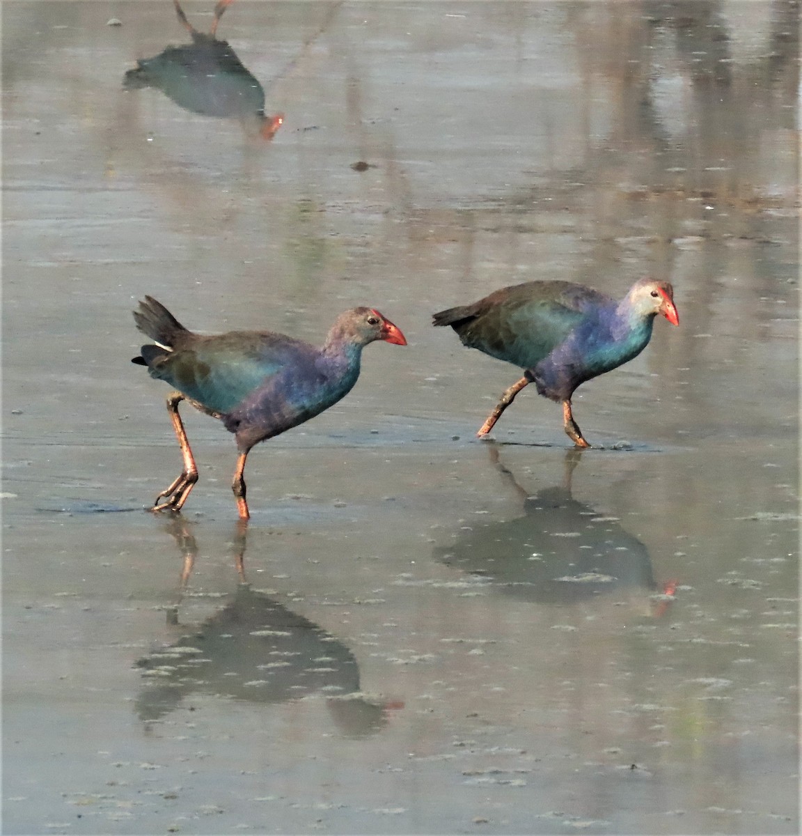 Gray-headed Swamphen - ML613050476