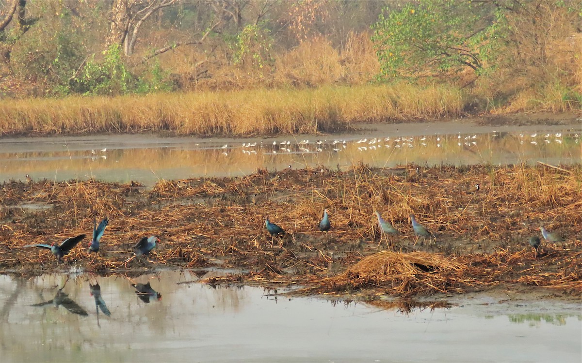 Gray-headed Swamphen - ML613050477