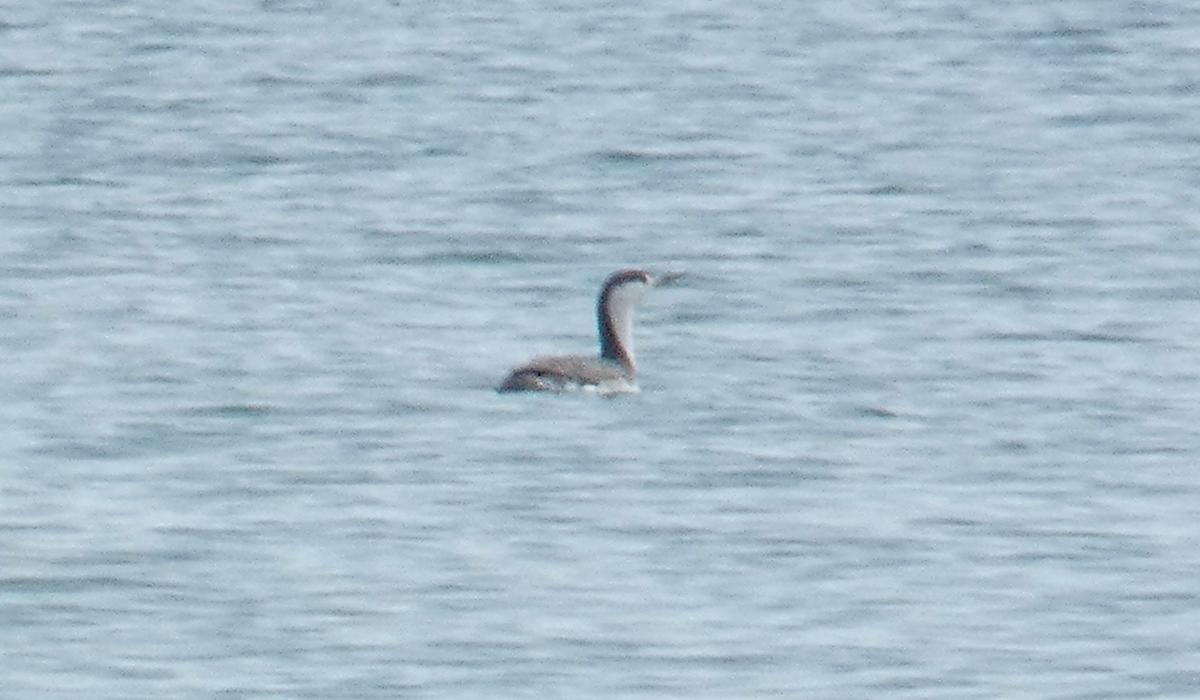 Red-throated Loon - ML613050504