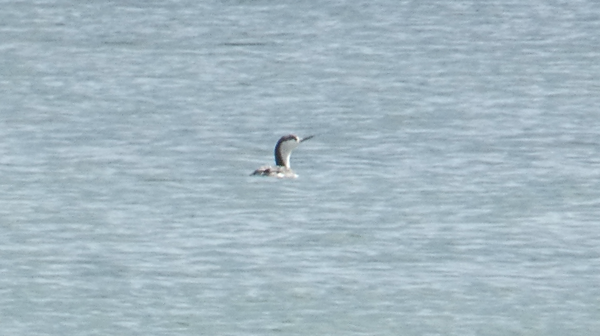 Red-throated Loon - ML613050510