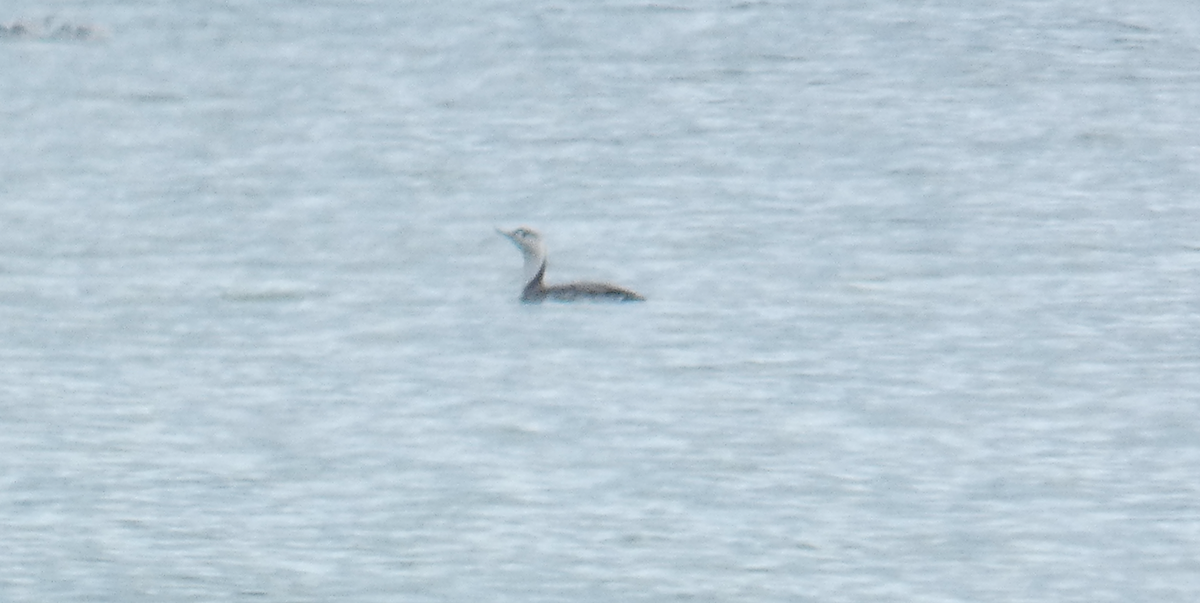 Red-throated Loon - ML613050512