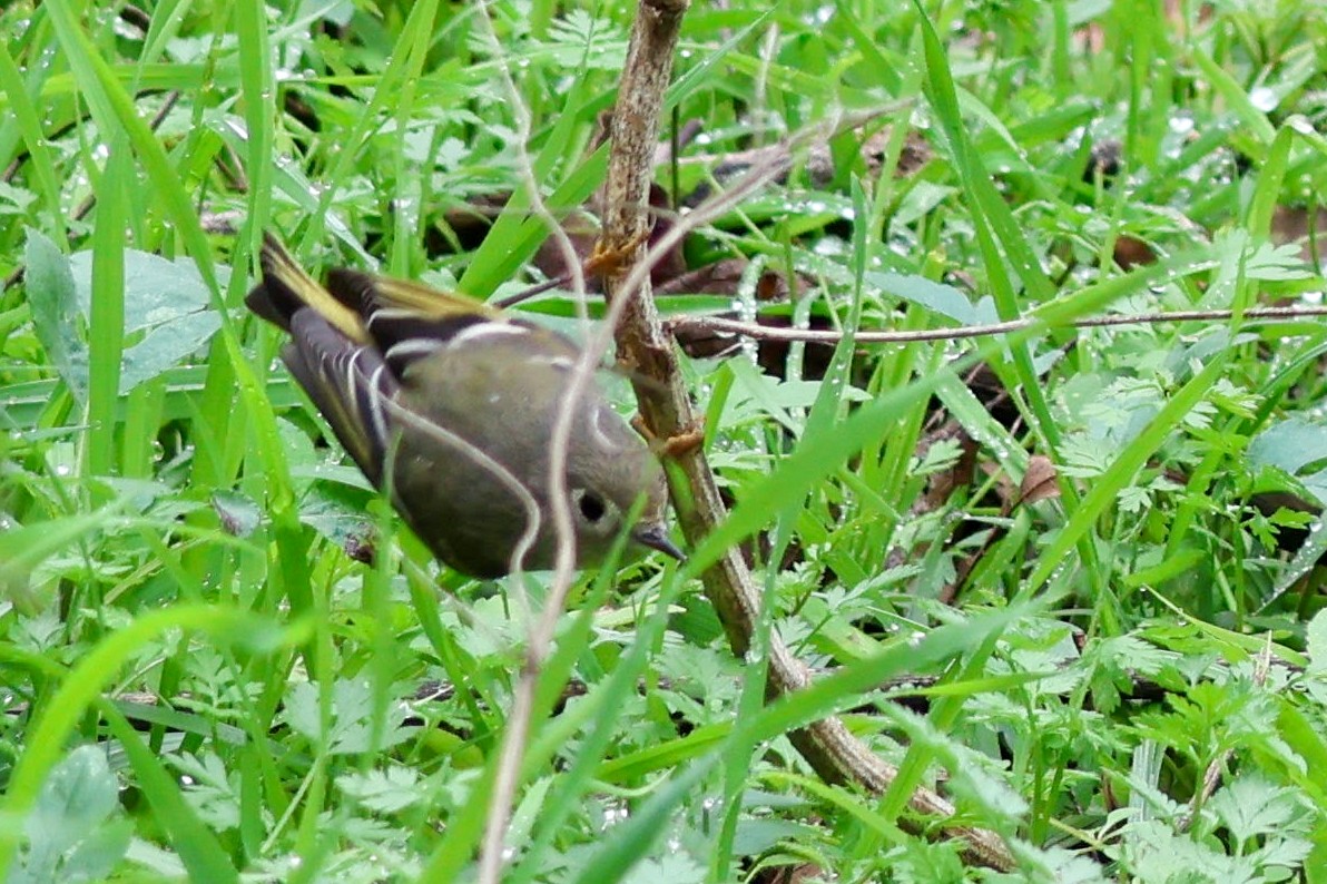 Ruby-crowned Kinglet - ML613050513