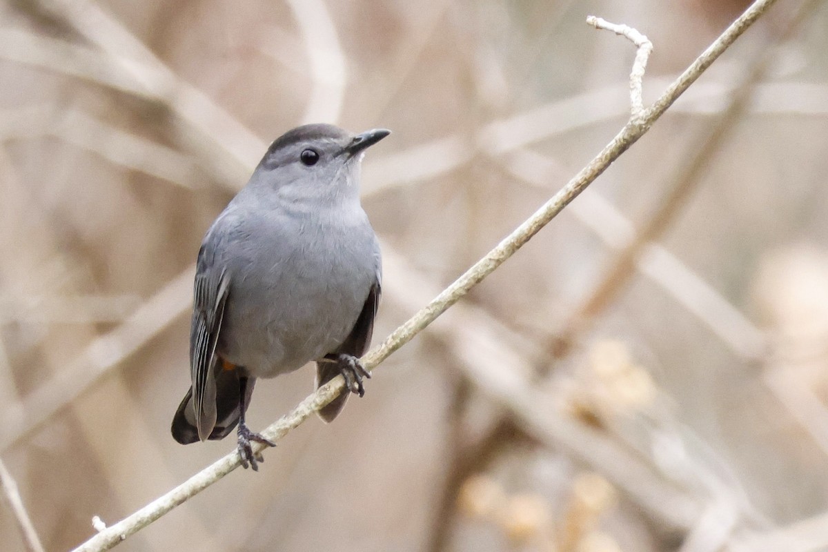 Gray Catbird - ML613050538