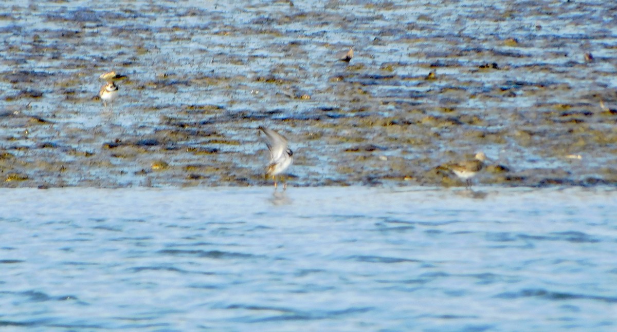 Semipalmated Plover - ML613050579