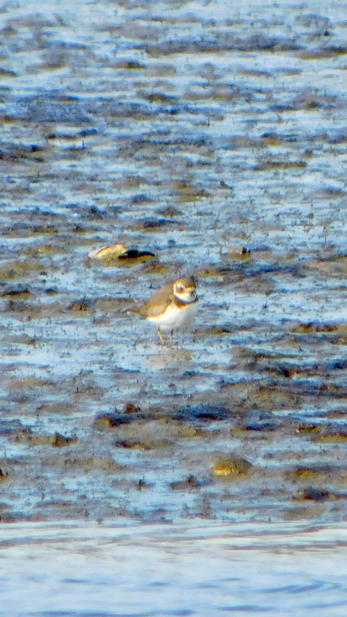 Semipalmated Plover - ML613050580