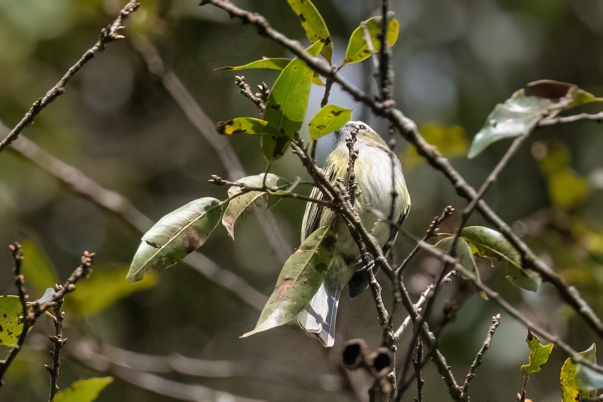 Guatemalan Tyrannulet - ML613050596