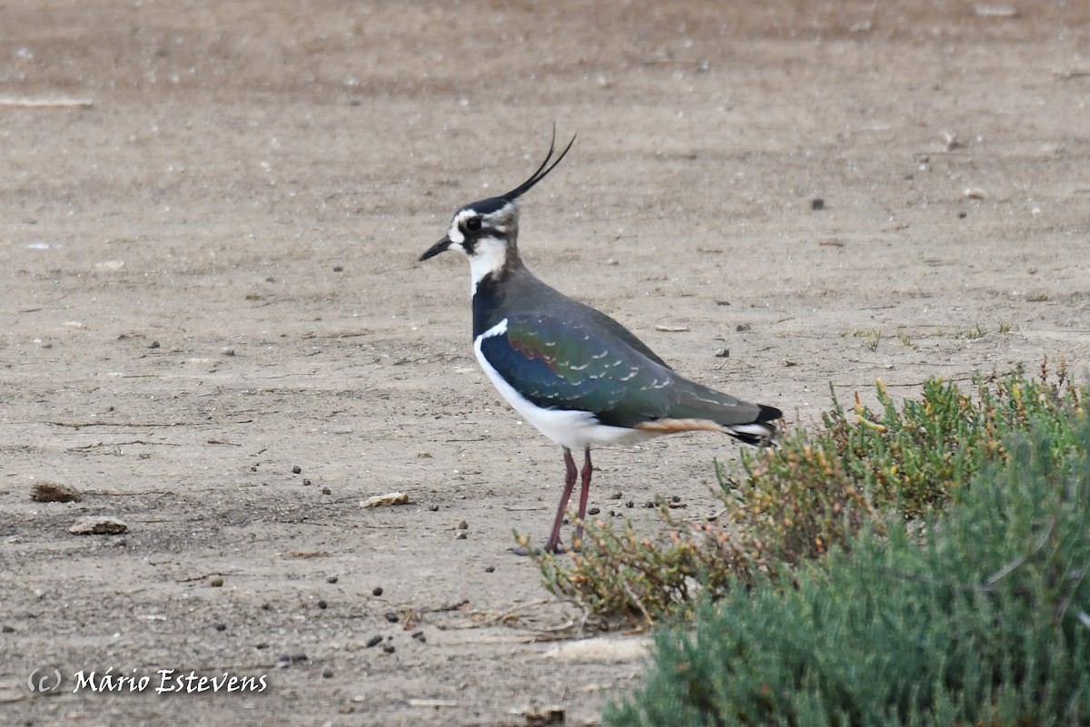 Northern Lapwing - ML613050604