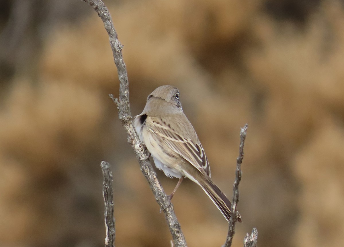 Bell's Sparrow - Tom Edell