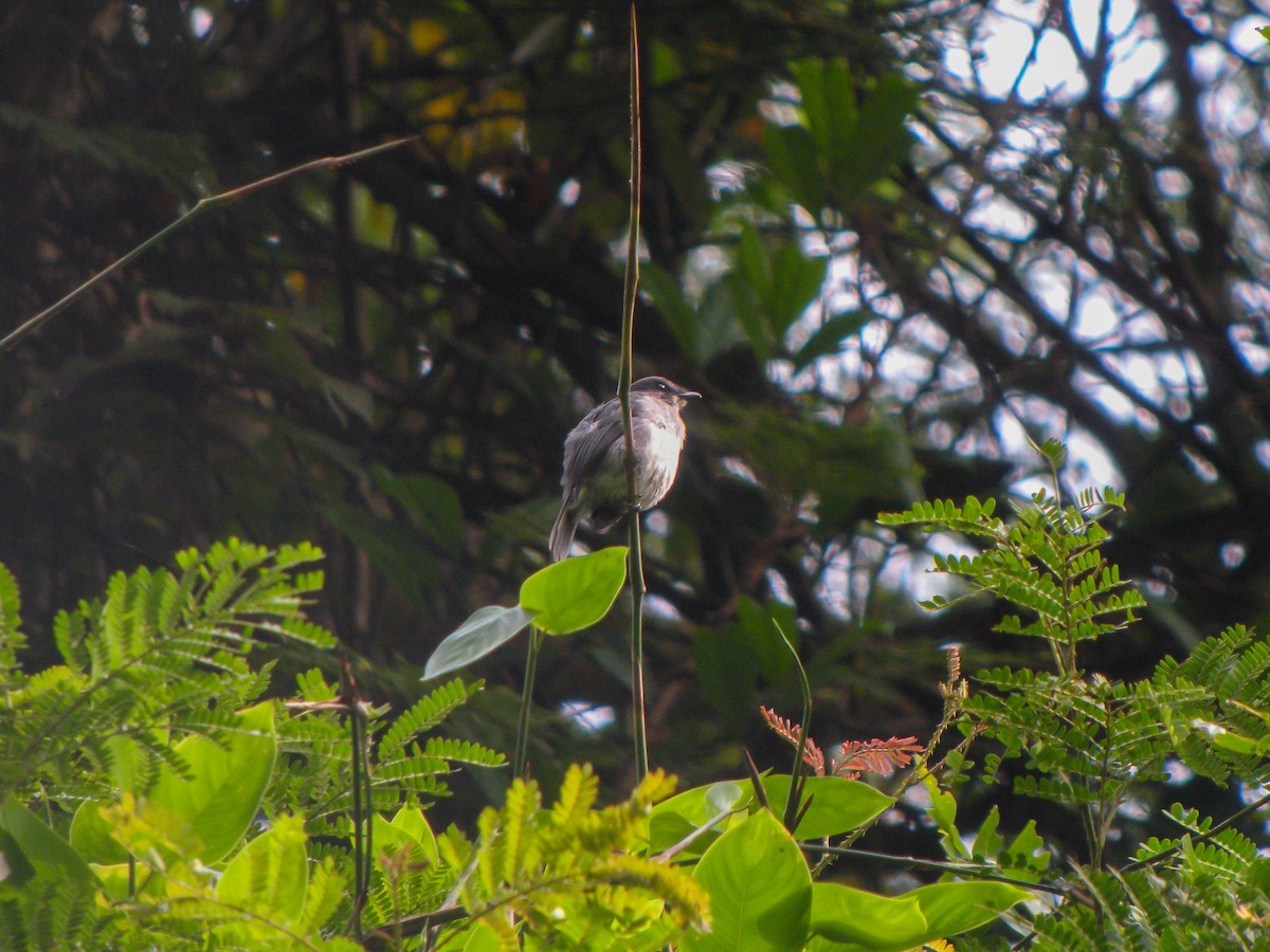 Tessmann's Flycatcher - Martin  Flack