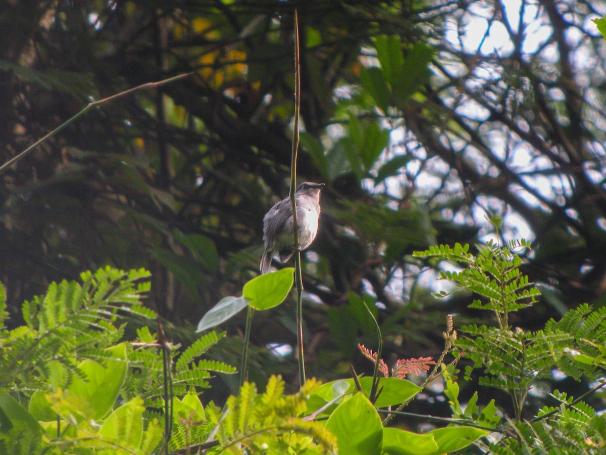 Tessmann's Flycatcher - ML613050638