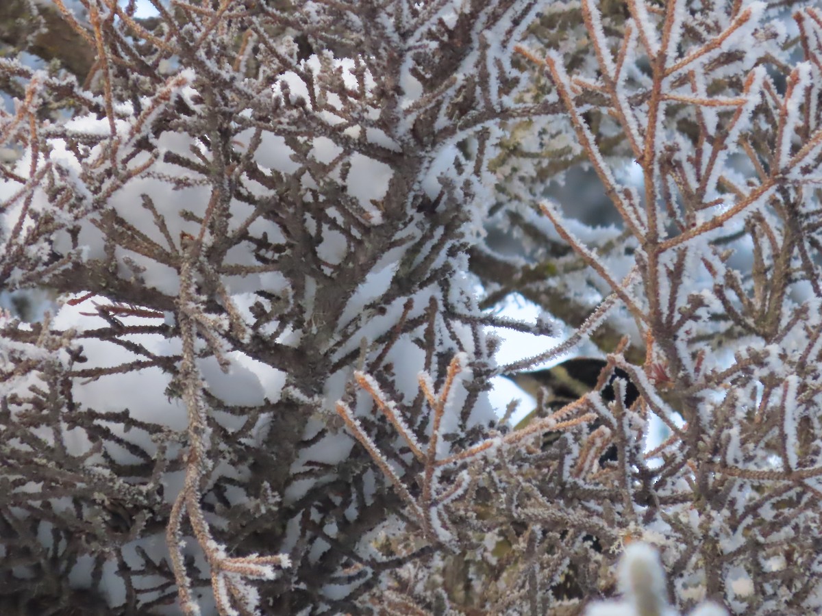 Black-backed Woodpecker - Laura Burke