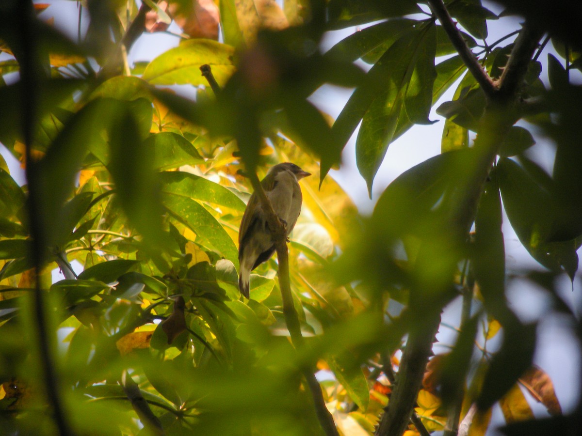 Lesser Honeyguide - ML613050689