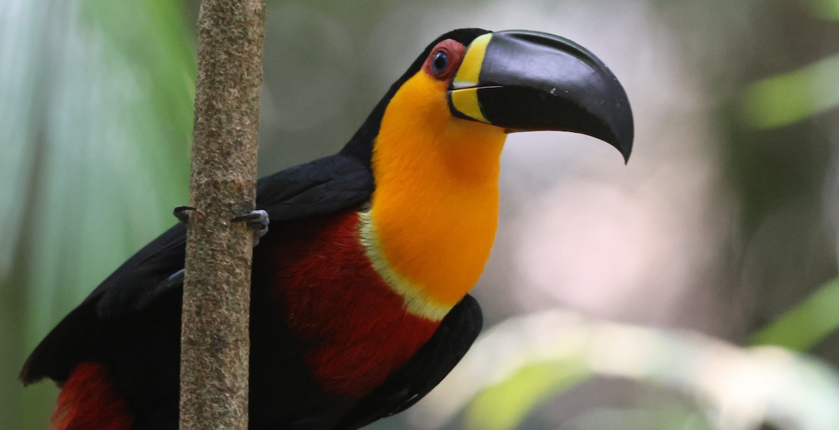 Channel-billed Toucan (Ariel) - Michael Clay