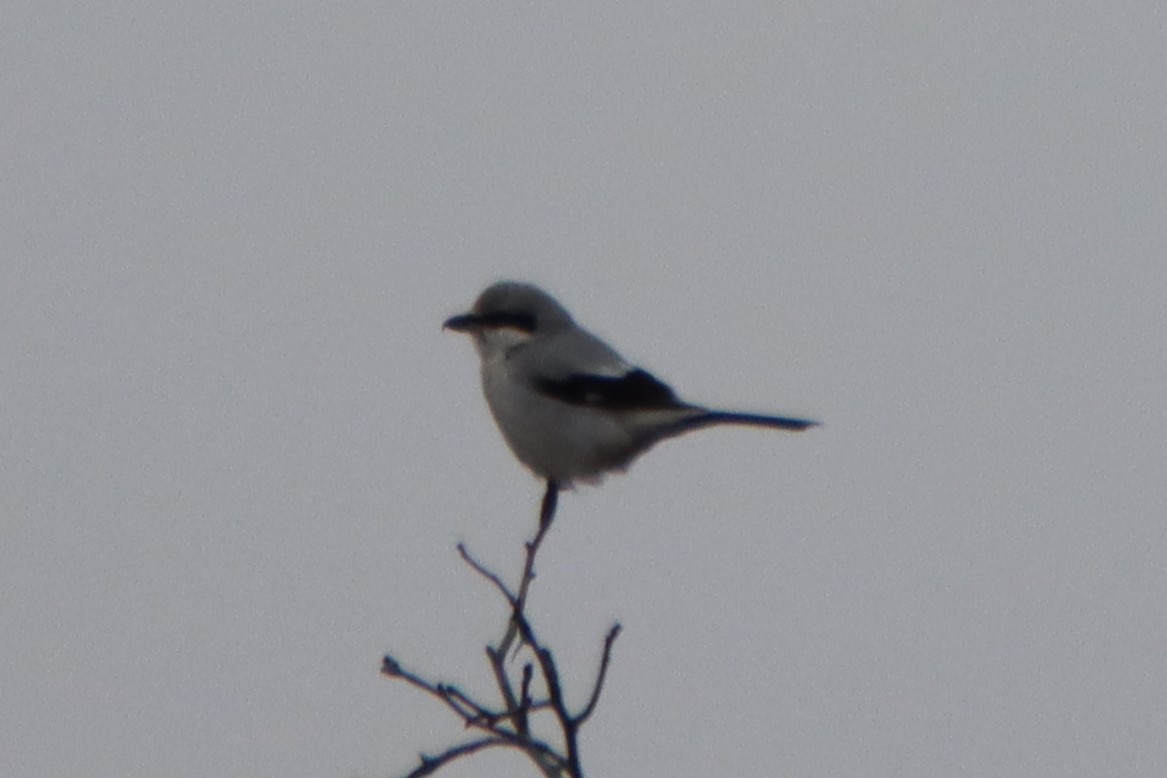 Northern Shrike - ML613050758