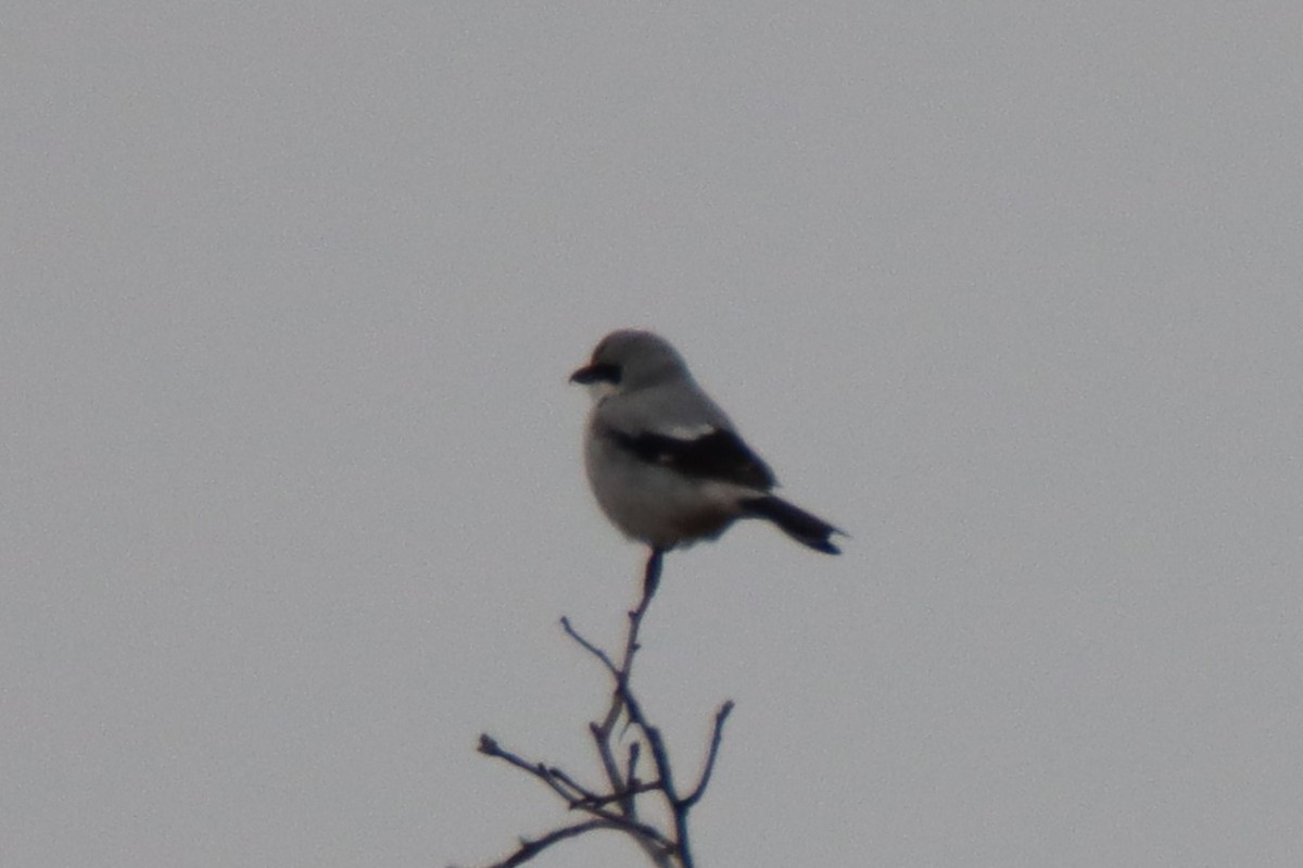 Northern Shrike - David Lehner