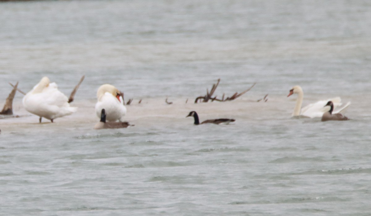 Cygne tuberculé - ML613050790