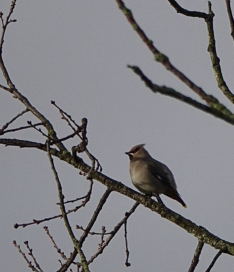 Bohemian Waxwing - ML613050808