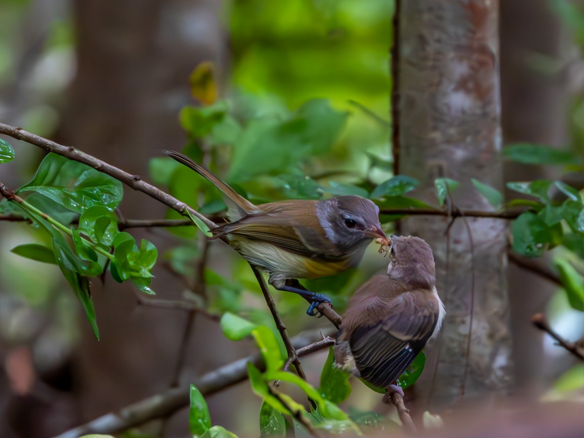 Puerto Rican Vireo - Frances Santiago