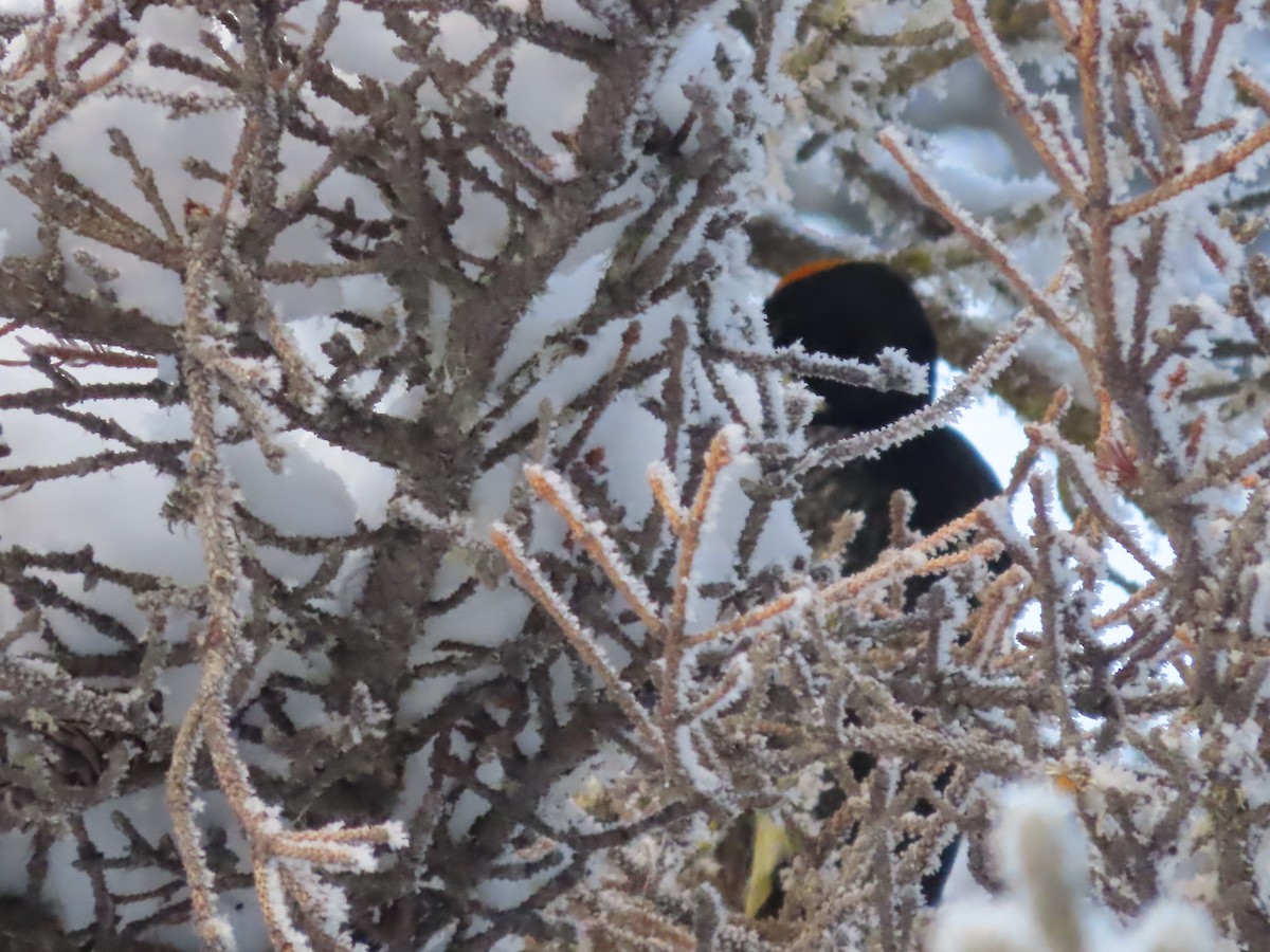 Black-backed Woodpecker - Laura Burke