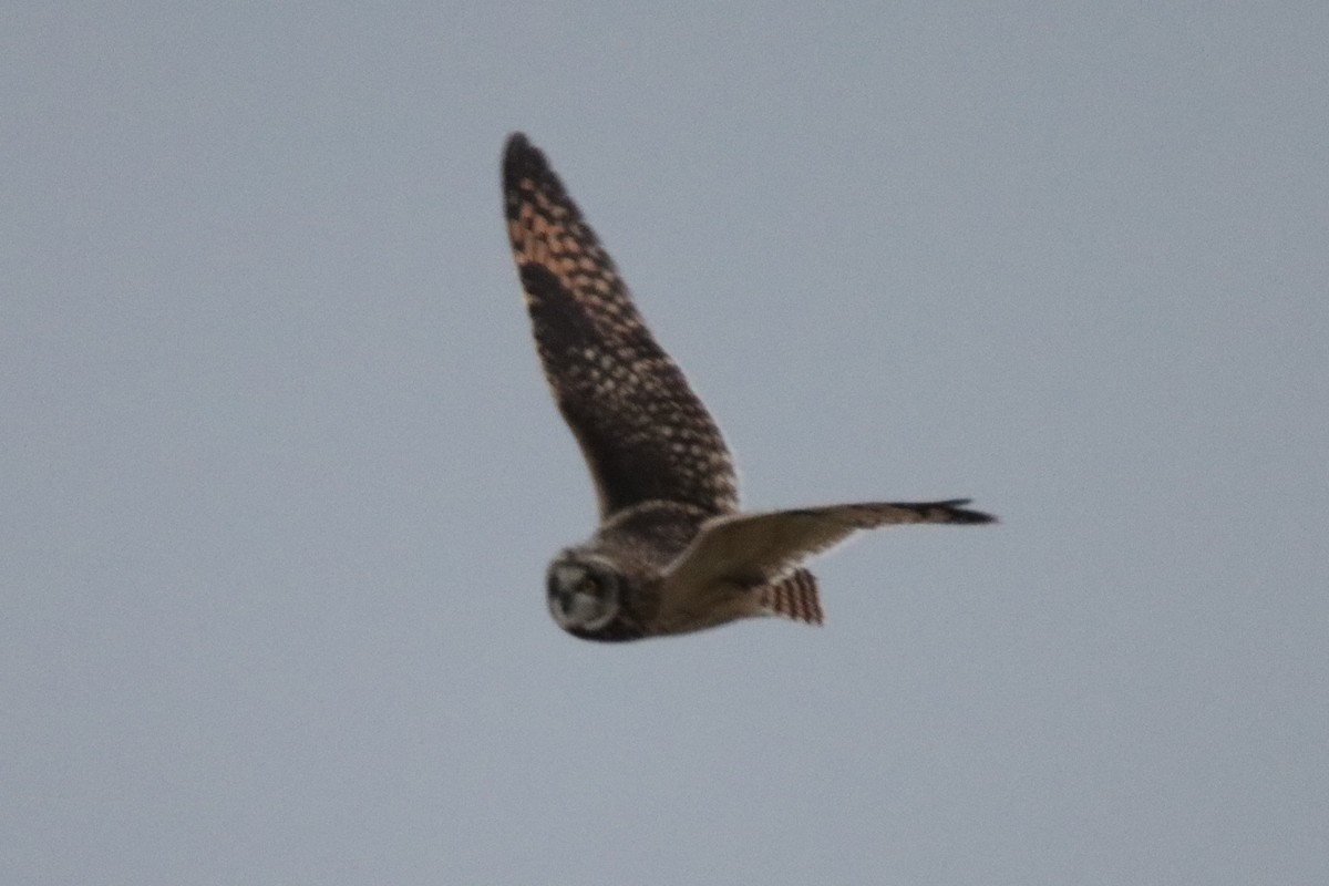 Short-eared Owl - ML613050869